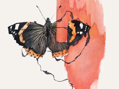 Butterfly butterfly illustration line painting peculiar analogies watercolor