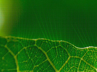 Wallpaper #4 background green leaf macro nature wallpaper