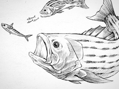 Bass Sketch 2 bass drawing fish sketch