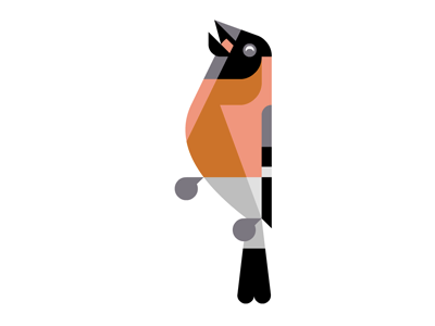 Eurasian Bullfinch WIP afwip art bird brill bullfinch eurasian josh wip