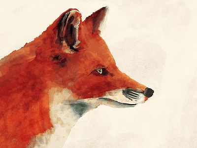 Fox animal fox illustration paint texture watercolor