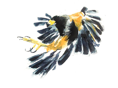 Landing bird flying ink landing watercolour