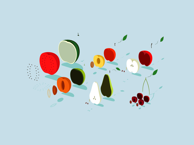 Instruction of Fruit animation apple cherry fruit gif illustration instruction melon peach pear section watermelon