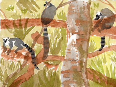 Lemurs animals art illustration lemurs watercolor zoo