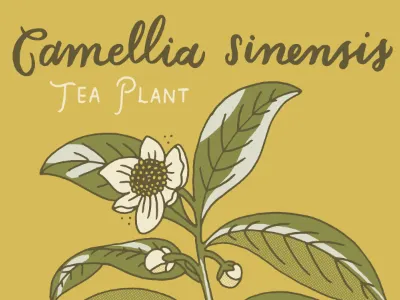 Tea Poster botanical brush lettering hand lettering latin name nature plant poster scientific script tea