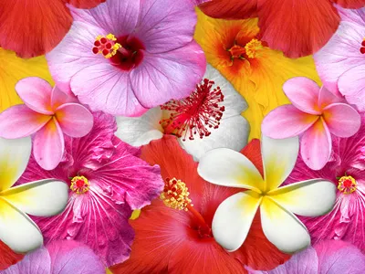 Hawaii Flower Power flowers hawaii pattern tropical