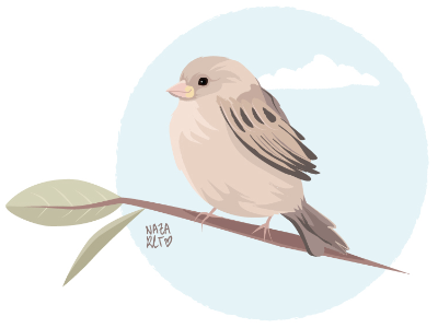 Gorrión / sparrow bird cute gorrión pájaro sparrow