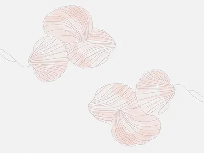 CShells design pattern shells symmetry