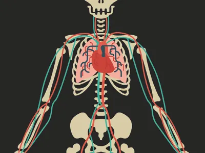 Circulatory System WIP anatomy biology blood bones circulatory system heart illustration skeleton
