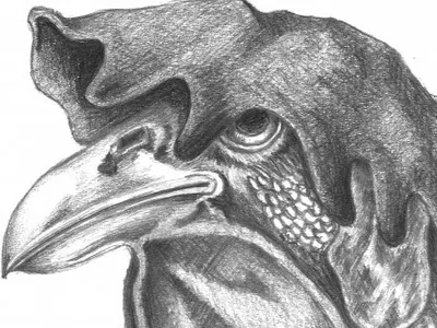 Rooster sketch artist artwork birds doodle draw drawing flower nature rooster sketch