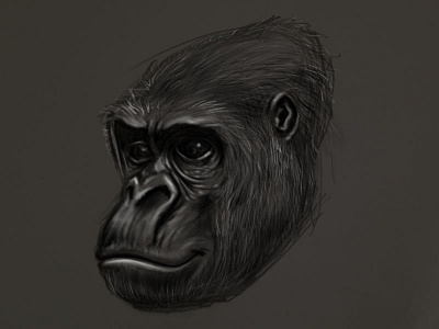 Gorilla Head 2 Drawing animal ape drawing gorilla sketch