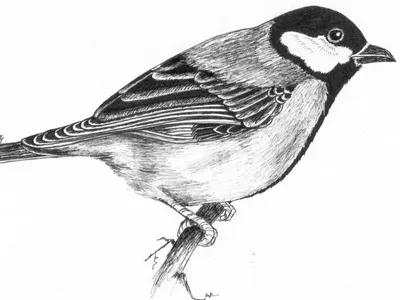 Ink Bird artist artwork bird draw drawing ink nature sketch