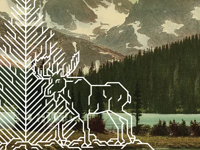 National Park Poster (Moose) antlers illustration moose national park nps photochrom vector vintage wildlife