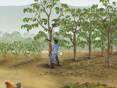 Equal Exchange, Plant A Tree illustration interactive web