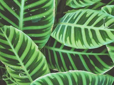 Gorgeous Greens color nature photography