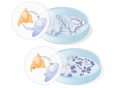 Building vessels biology blood vessels cells science