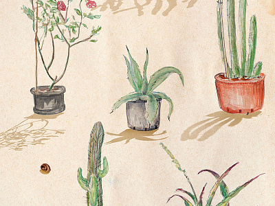 Le jardin sauvage cactus garden illustration le jardin sauvage plants silvia cairol