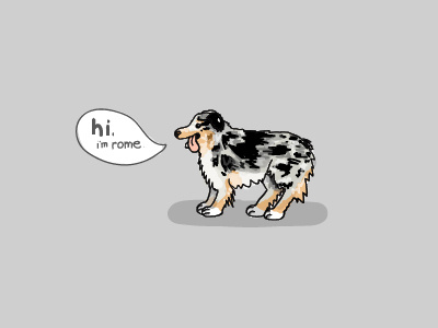 Rome says hi. aussie australian shepherd dog puppy