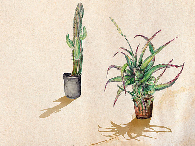 Le jardin sauvage cactus garden illustration le jardin sauvage plants silvia cairol