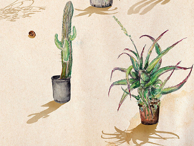 Le jardin sauvage cactus garden illustration le jardin sauvage plants silvia cairol