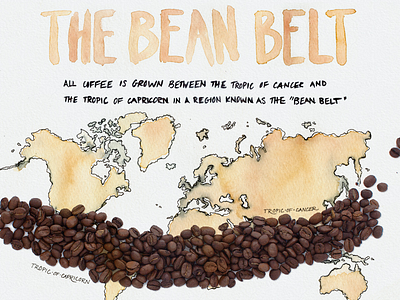 bean belt coffee coffee beans facts illustration infographic map watercolor world