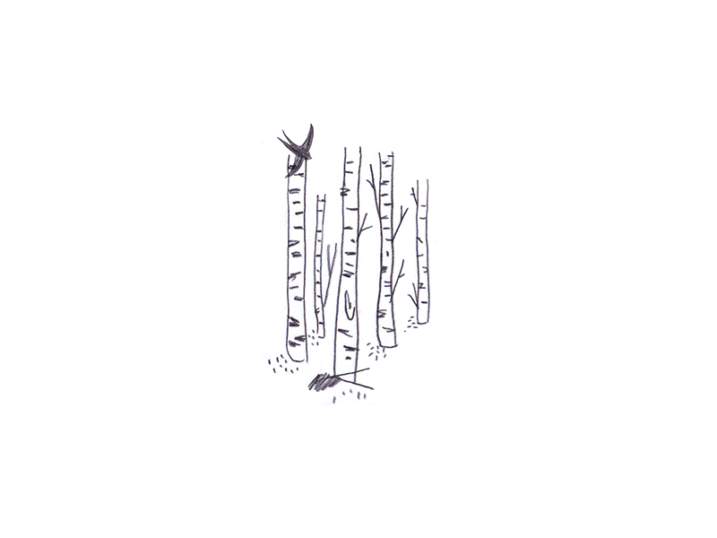 Tree2 gif swallow tree