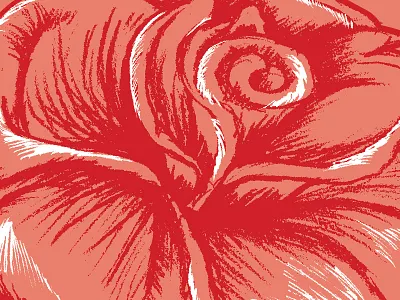 Rose illustration rose