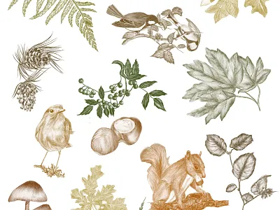 Forest elements berrys birds chestnut hazelnut illustration leaves oak realistic squirrel trees