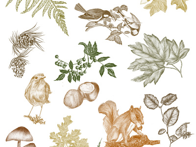 Forest elements berrys birds chestnut hazelnut illustration leaves oak realistic squirrel trees