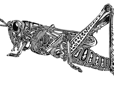 Grasshopper grasshopper illustration ink insect ornate pigma