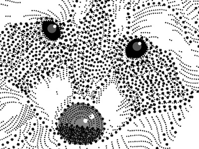 Raccoon Black & White animal optical