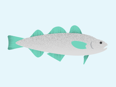 Atlantic Cod atlanticcod cod infographics ocean sealife