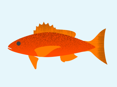 Vermilion Snapper infographics ocean sealife vermilionsnapper