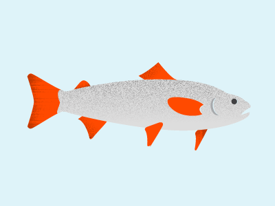 Salmon infographics ocean salmon sealife