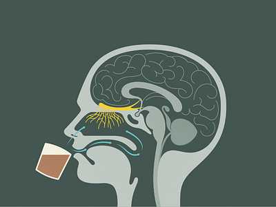 taste and smell anatomy brain coffee diagram head illustration smell taste