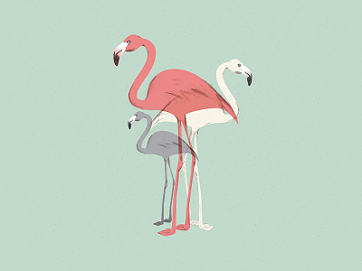 Flamingo bird birds birth card flamingo illustration