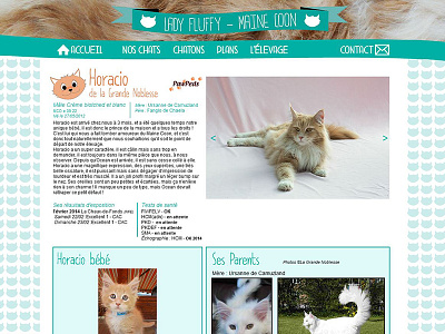 webdesign - cattery*2 adobe muse breeding cat cattery hair maine coon web webdesign website