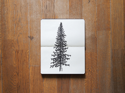 Conifer drawing illustration moleskin sketch tree