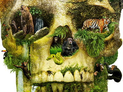Jungle Skull - Detail africa animals desert jungle life skeleton skull