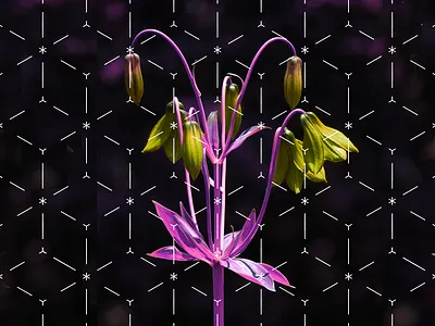 Tn Flowers aiga nature pattern psychedelic