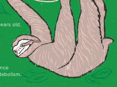 Sloth 2 animal illustration sloth