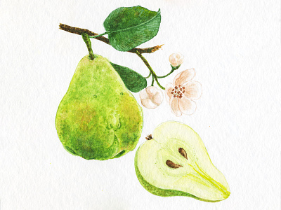 Mr P. fruit illustration watercolor