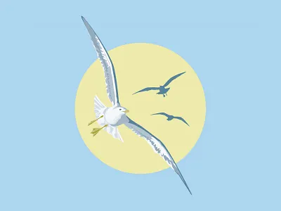 Seagull bird seagull