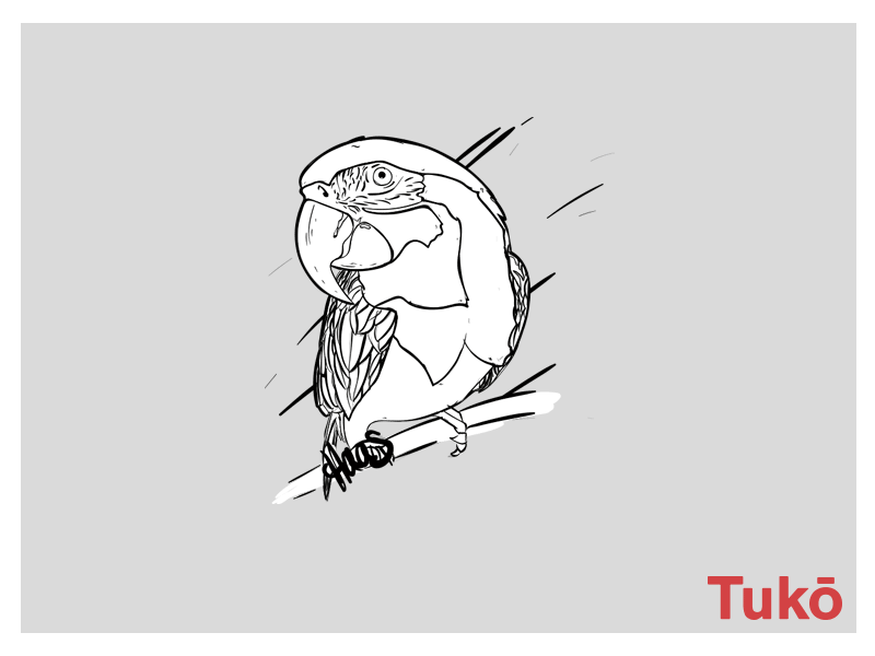 Parrot Illustration animal animation drawing gif illustration illustrator parrot