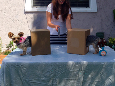 Magic Show Rehearsal magic saw tablecloth visual arts yorkie