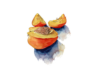 Peaches Redone food fruit illustration painting peaches stilllife watercolor