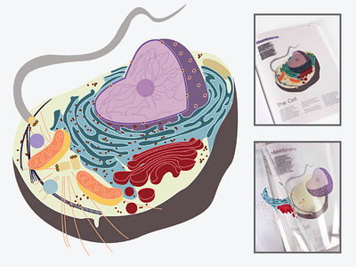 Biology Spread2 biology cell experimental textbook typography