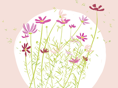 Cosmos drawing illustration plant