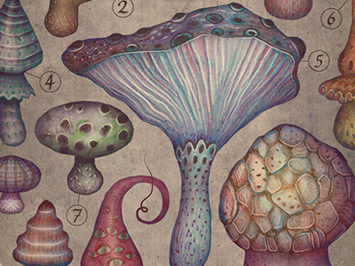 FUNGI II fungi fungus mushroom illustration mushrooms