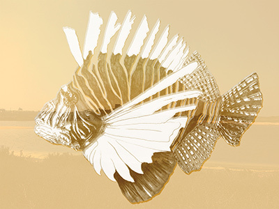scorpion fish beach brown digital fish overlay sea